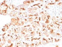 CFTR Antibody (CFTR/2290R) - Azide and BSA Free, Novus Biologicals 100 &mu;g | Buy Online | Novus Biologicals | Fisher Scientific